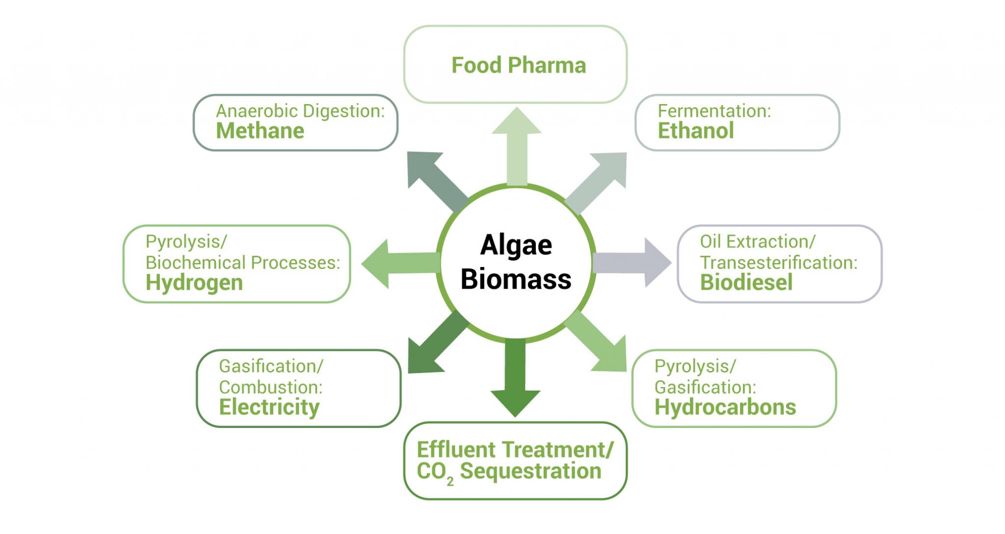 Microalgae Algae International